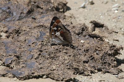 Charaxes jasius, farfalla senza paura ma non senza macchia!